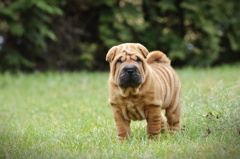 How to Train a Shar Pei: 16 Vet-Approved Tips & Tricks