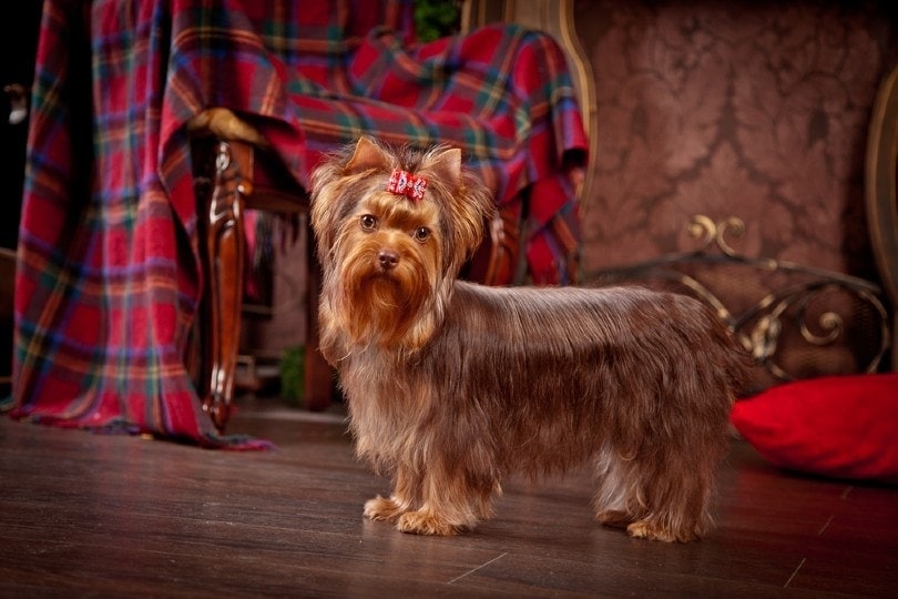 Chocolate Yorkie Growth & Weight Chart: Puppy to Adult (With Pictures)