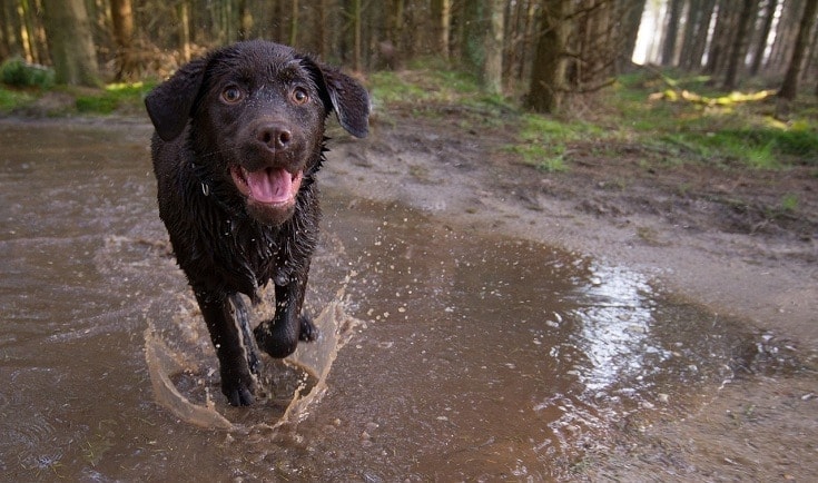 12 Dogs With Webbed Feet (With Pictures)