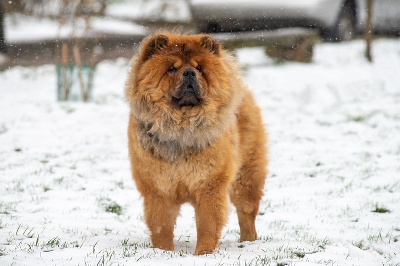 What Were Chow Chows Bred For? Origin, Roles & History