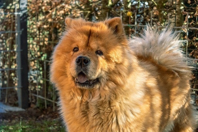 Chow Chow Dog Breed: Info, Pictures, Traits & More