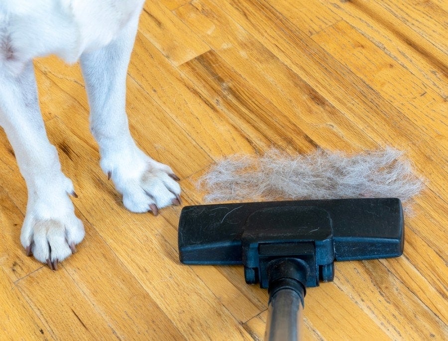 Cleaning up dog hair by sweeping and vacuuming