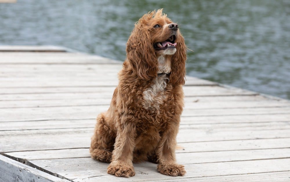 Cockalier (Cocker Spaniel & Cavalier King Charles Mix): Pictures, Info & More