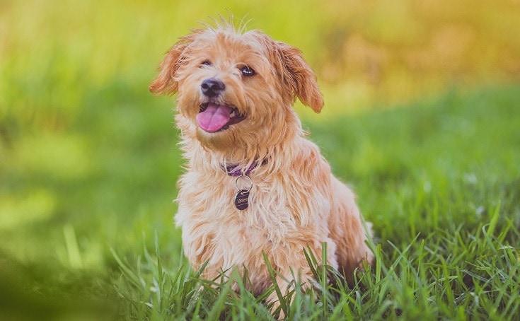 Apricot Cockapoo: Facts, History & Origin (With Pictures)
