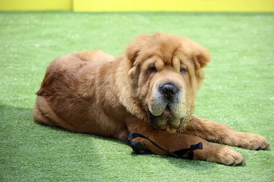 Cocker-Pei (Cocker Spaniel & Shar-Pei Mix): Info, Pictures, Facts