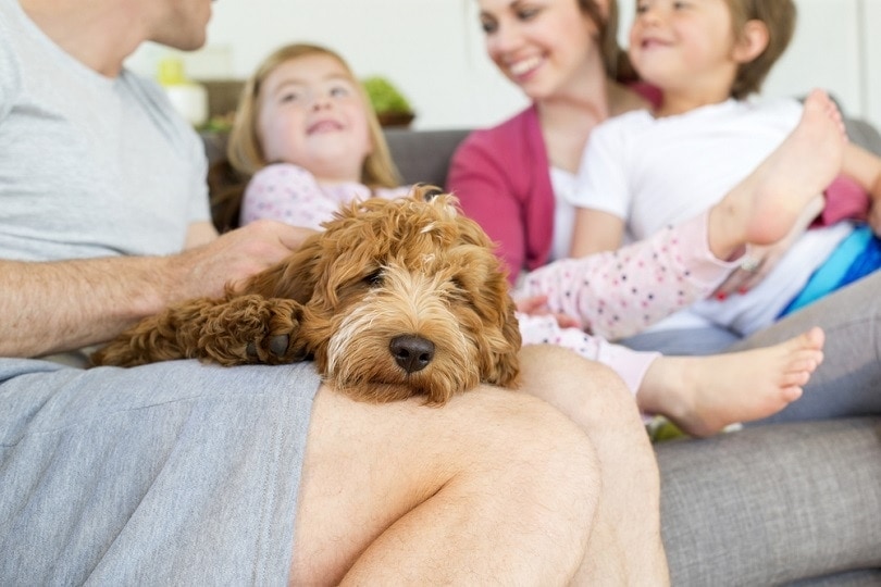 How Much Does Nationwide Pet Insurance Cost? 2026 Update