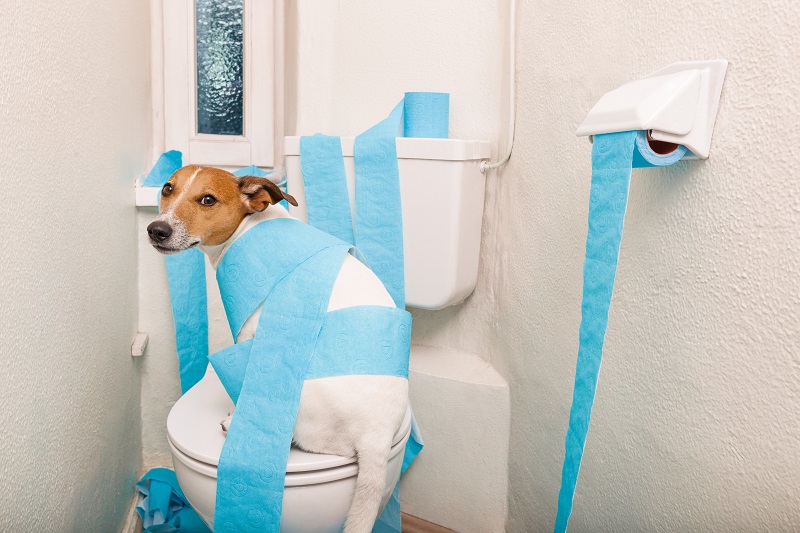 9 Natural Home Remedies for Dog Constipation (Vet Approved)