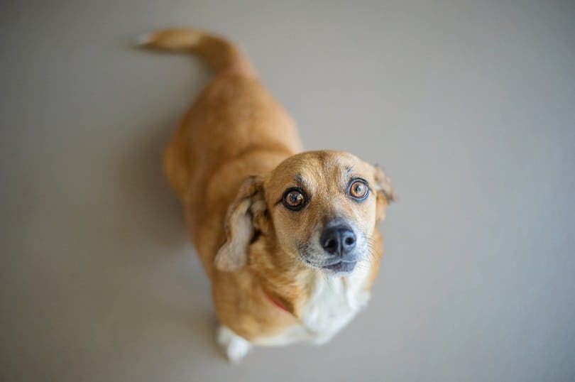 Corgi Beagle Mix (Beagi): Info, Pictures, Traits & More