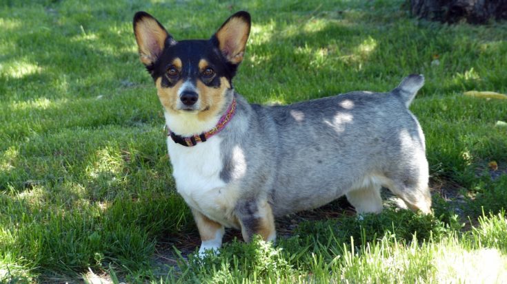 Corgi Cattle Dog (Australian Cattle Dog & Corgi Mix): Info, Pictures, Facts