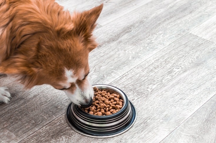 9 Best Dog Foods for Corgis - 2026 Reviews & Top Picks