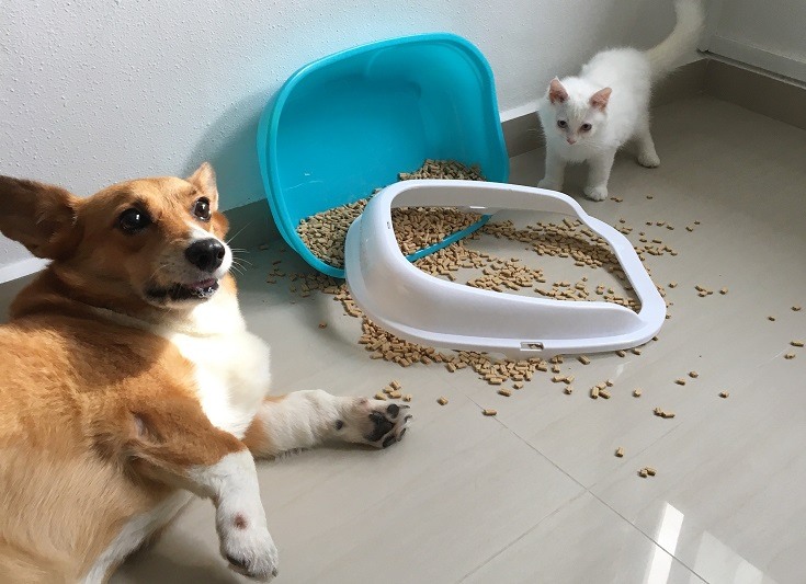 How to Keep My Dog Out of Cat Litter Boxes (10 Easy Ways)