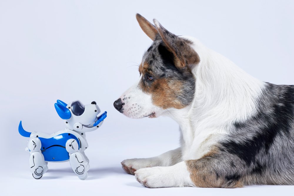 How to Keep a Dog Busy While at Work: 5 Great Methods