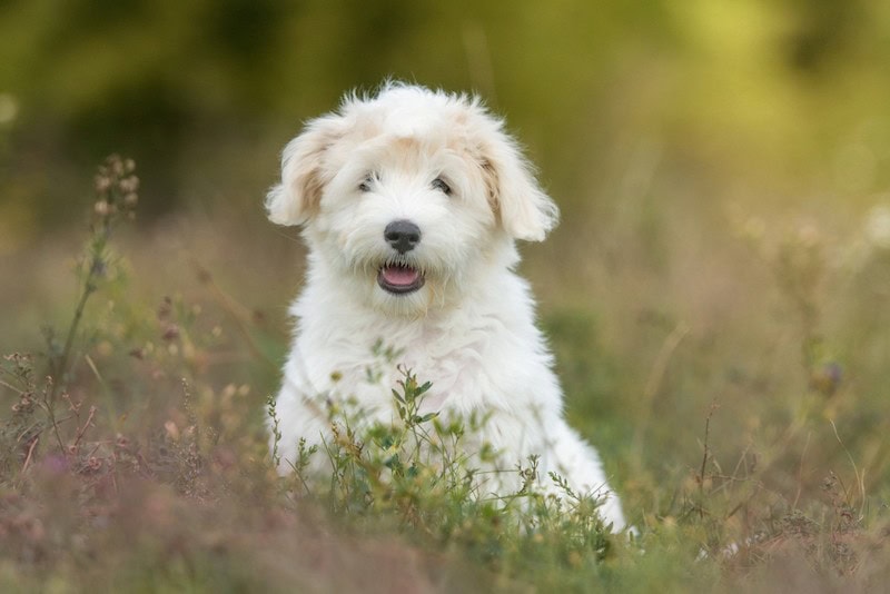 How Much Does a Coton de Tulear Cost? 2026 Price Guide