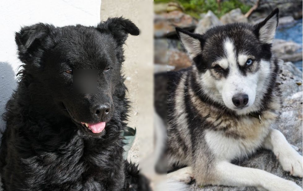 Sheepsky (Croatian Sheepdog & Husky Mix): Info, Pictures, Traits