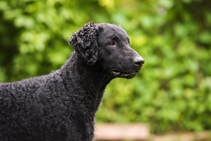 15 Dog Breeds With Curly Hair (With Info & Pictures)