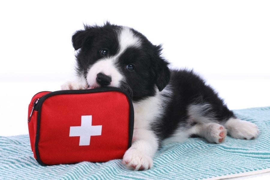 18 Essential Dog First Aid Kit Supplies & Products: 2026 Guide (Vet Answer)