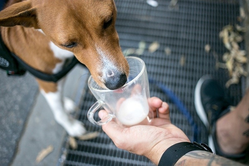 Goat Milk for Dogs: 9 Vet-Approved Benefits
