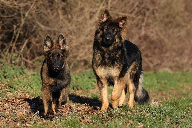 At What Age Do German Shepherds Mature From a Puppy? Physically & Mentally