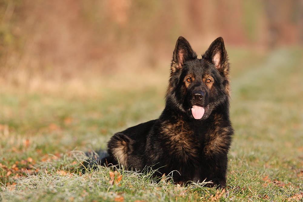 12 Types of Shepherd Dog Breeds & Their Differences (With Info & Pictures)