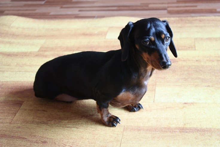 Dachshund