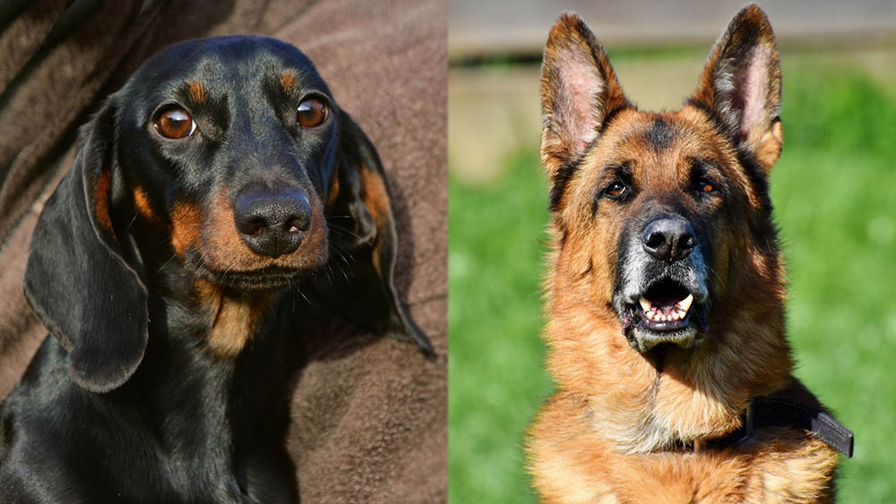 Dachshund German Shepherd Mix: Info, Pictures, Temperament & Traits