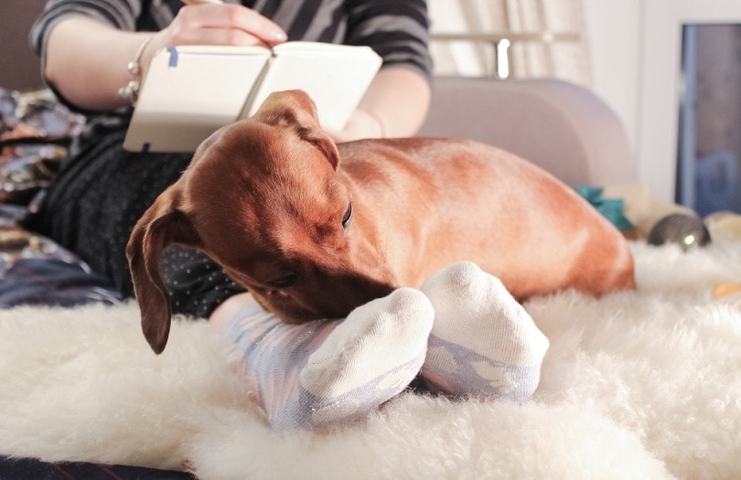 Why Do Dogs Lie on Your Feet? 5 Common Reasons for This Behavior