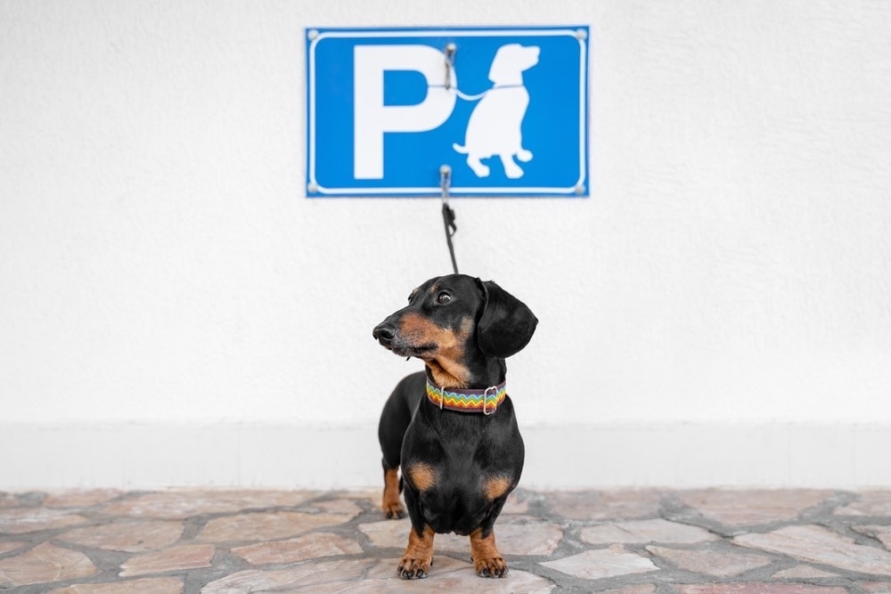 Is Office Depot Pet Friendly? 2026 Policies Guide