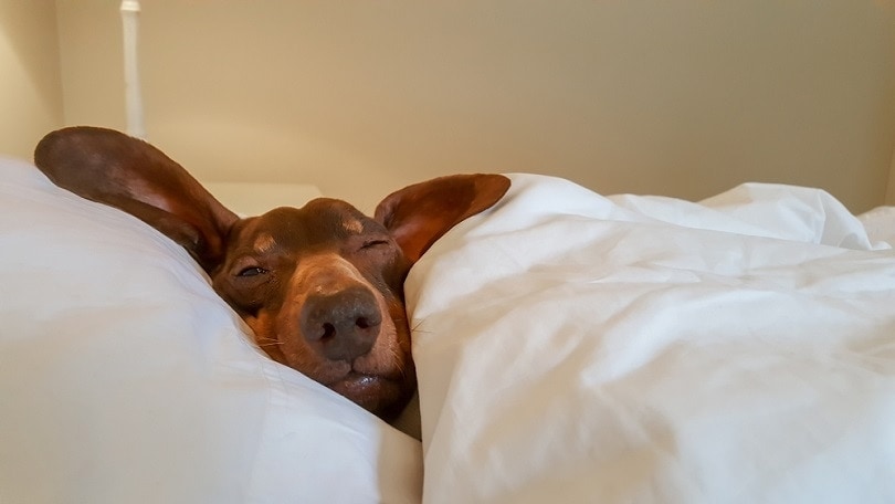 Dachshund snuggled in human bed with one eye open