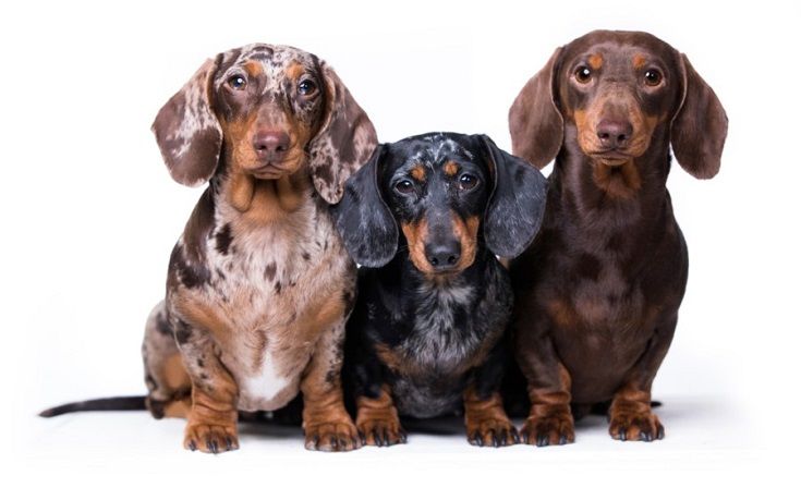 20 Dachshund Mixed Breeds (With Info & Pictures)