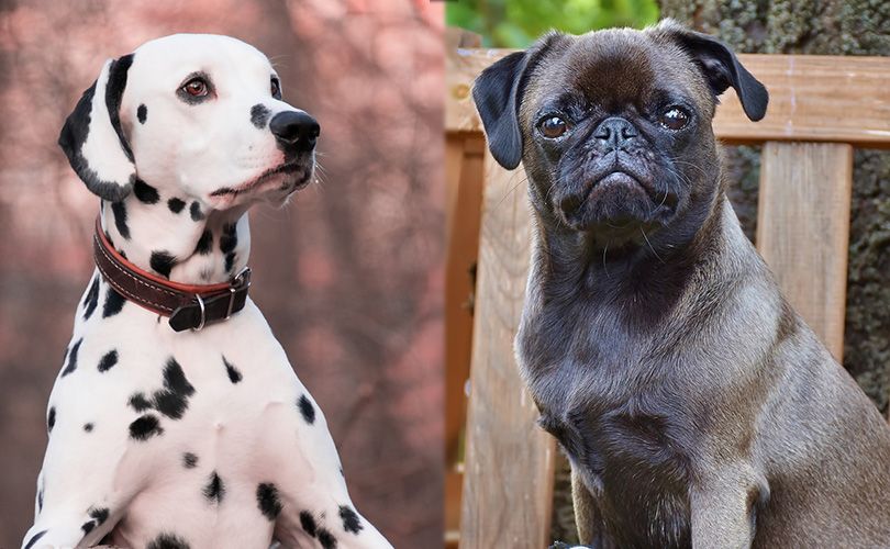 Pugmatian (Dalmatian & Pug Mix): Info, Pictures, Characteristics & More
