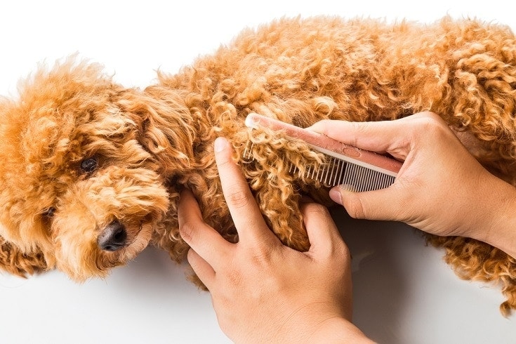 6 Home Remedies for Matted Dog Hair (Quick & Easy)
