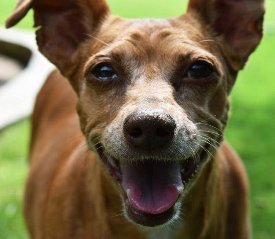 Chiweenie (Dachshund & Chihuahua Mix) Info, Pictures, Care & More