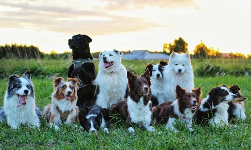 How Many Dog Breeds Are in the World? 2026 Update