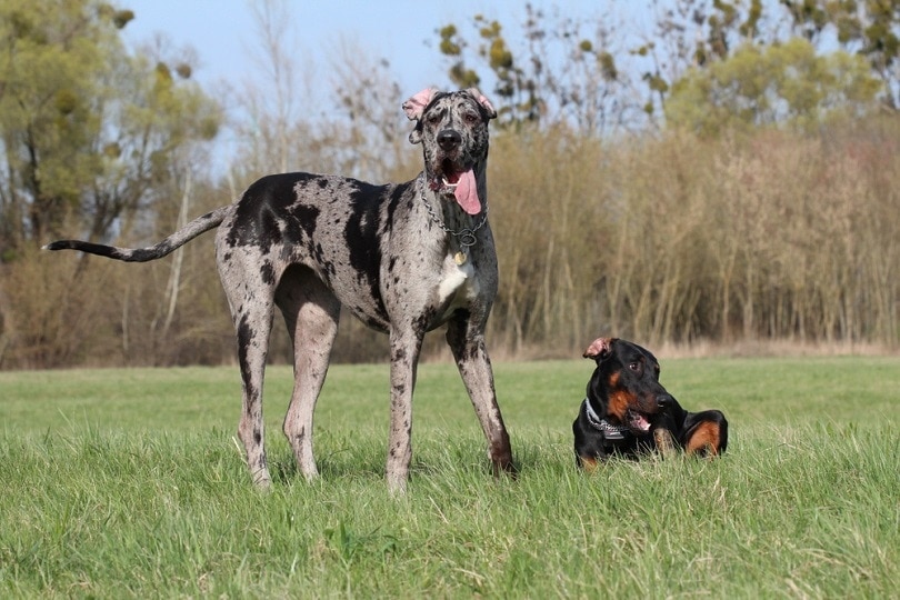 Doberdane (Doberman Pinscher & Great Dane Mix): Info, Pics, Traits & Facts
