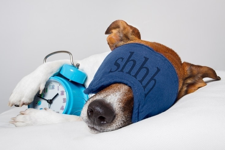 14 Simple Steps to Stop Your Dog from Snoring (Expert Tips!)