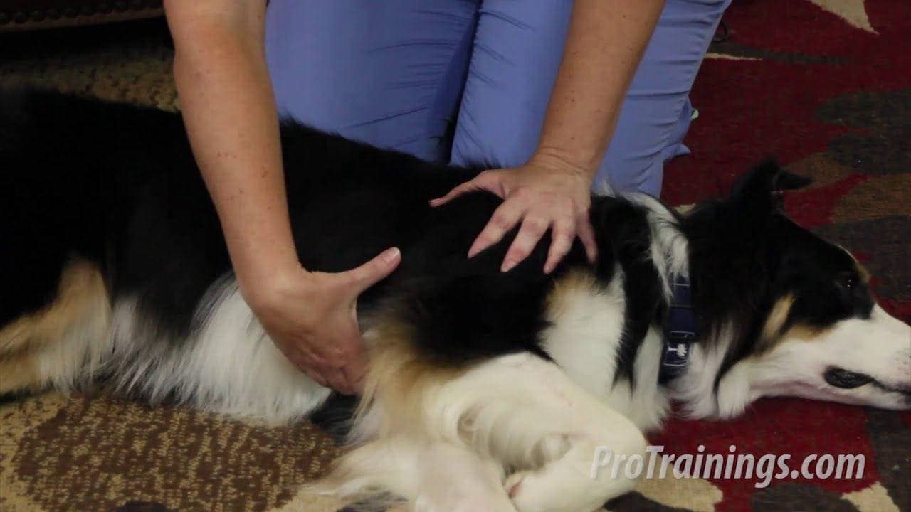 How to Do CPR on Dogs – Step-by-Step Guide