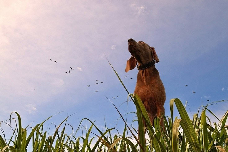 What to Do If Your Dog Dies at Home?