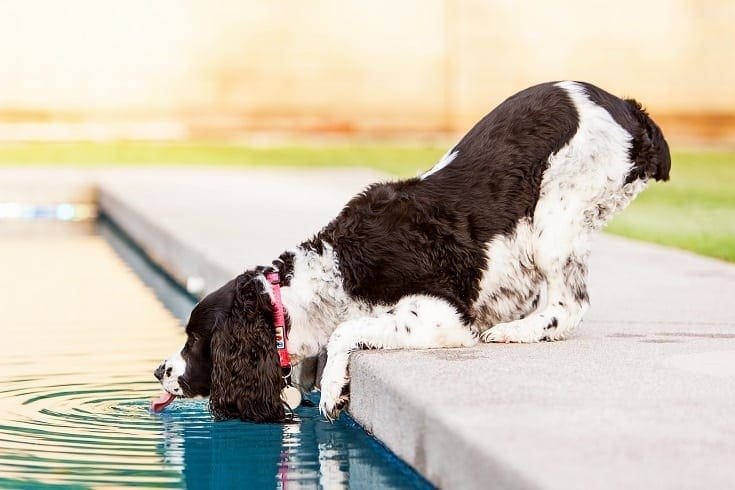 My Dog Drank Pool Water! Here’s What to Do (Vet Answer)
