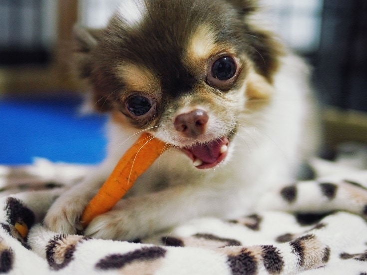 15 Awesome Superfoods for Dogs (Vet Approved)