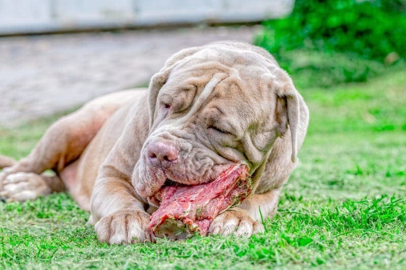 12 Good Protein Sources for Your Dog (Vet Approved) - Practical & Tasty Ideas
