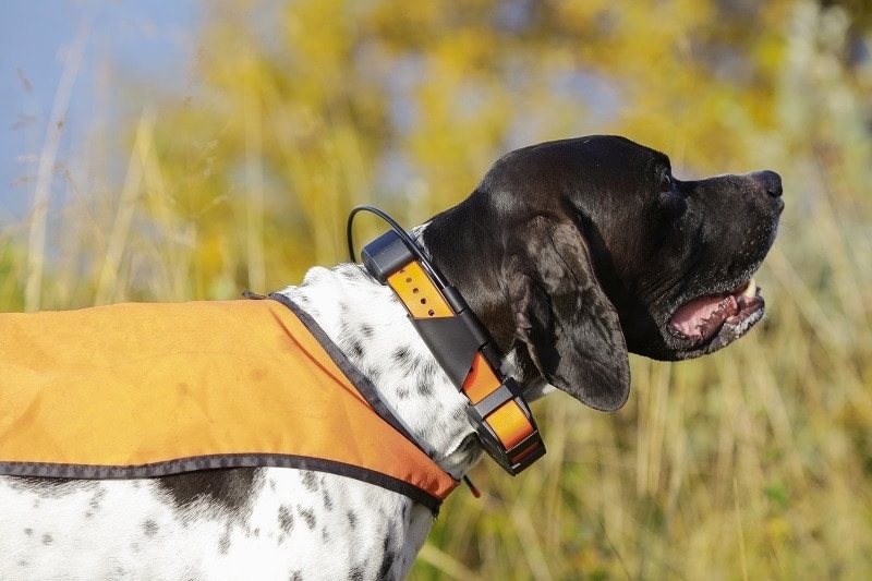 9 Best Dog GPS Trackers & Collars in 2026 - Reviews & Top Picks