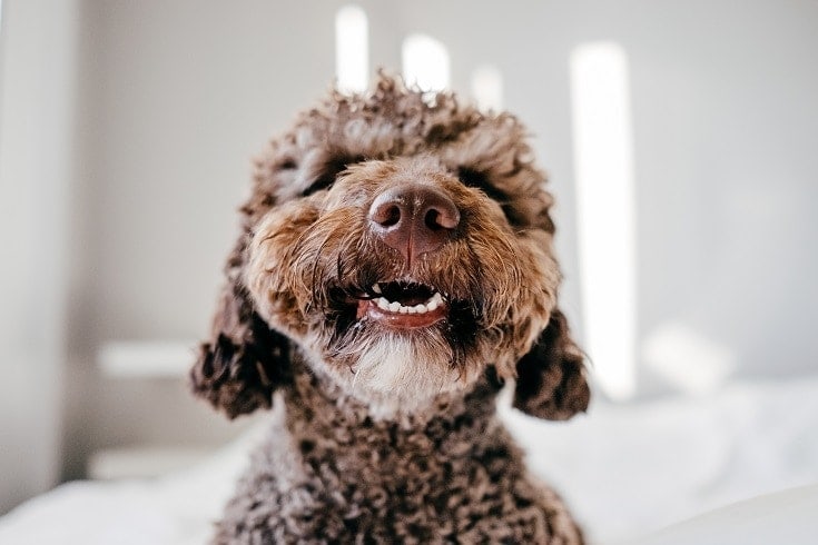 How to Clean a Dog’s Teeth in 4 Vet-Approved Steps