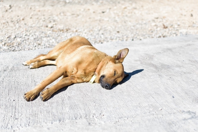 Top Foods for Dogs in Summer: Dog Diets for the Heat