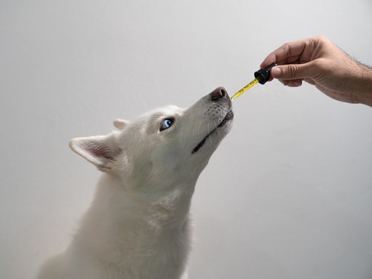 Hemp Oil for Dogs: Vet Reviewed Facts, Pros & Cons