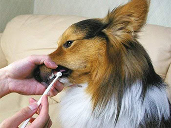 9 Best Dog Toothpastes of 2026 - Reviews & Top Picks