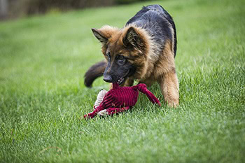 8 Best Plush Dog Toys in 2026 - Reviews & Top Picks