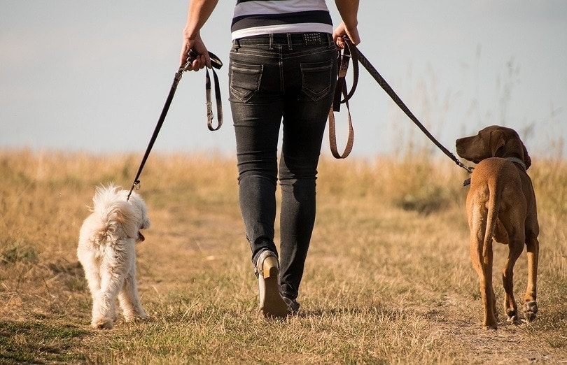 4 Dog Walking Contract Templates (PDF) in 2026