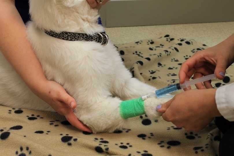 Does Pet Insurance Cover Euthanasia? Does It Cost More?