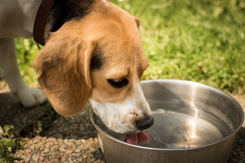 Water Intoxication in Dogs: Causes, Symptoms & Treatment (Vet Answer)