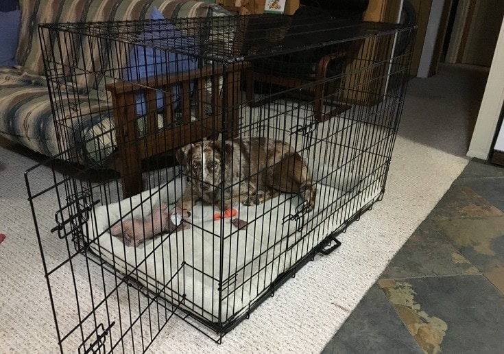 Why Does My Dog Poop in His Crate? 10 Vet-Reviewed Reasons